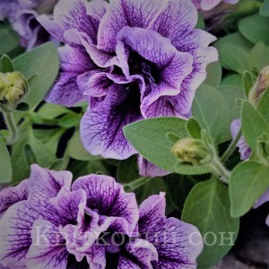 Lavander bouquet7_300x300